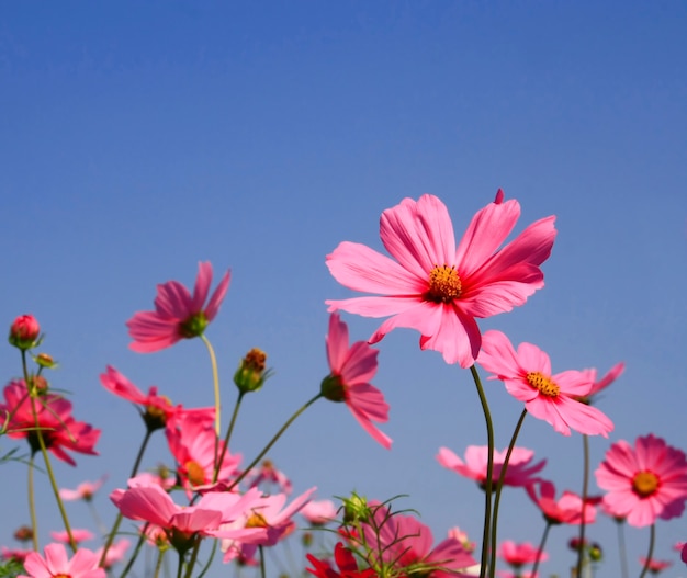 Flor rosa, destacando-se