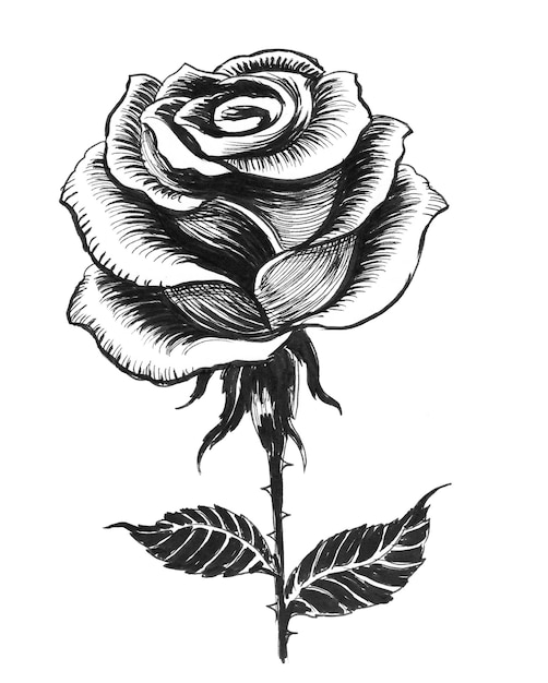Flor rosa. Dibujo a tinta en blanco y negro