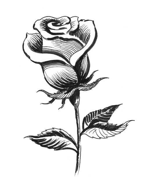 Flor rosa. Dibujo a tinta en blanco y negro