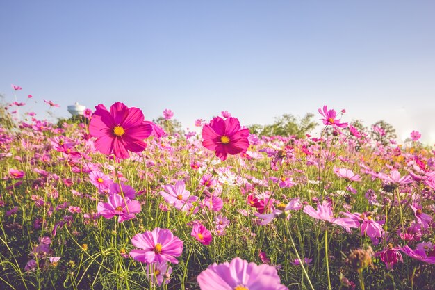 Foto flor rosa do cosmos florescendo no campo