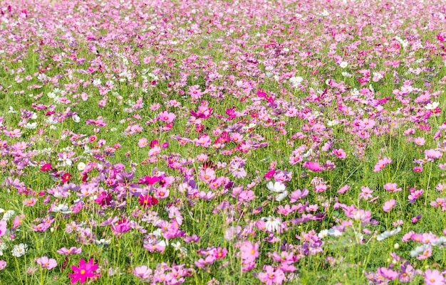 flor rosa do cosmos florescendo no campo