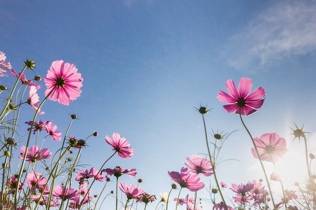 flor rosa do cosmos florescendo no campo