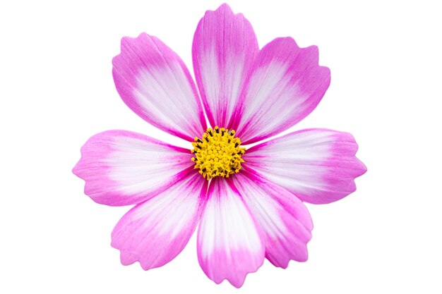 Foto flor rosa do cosmos isolada em fundo branco