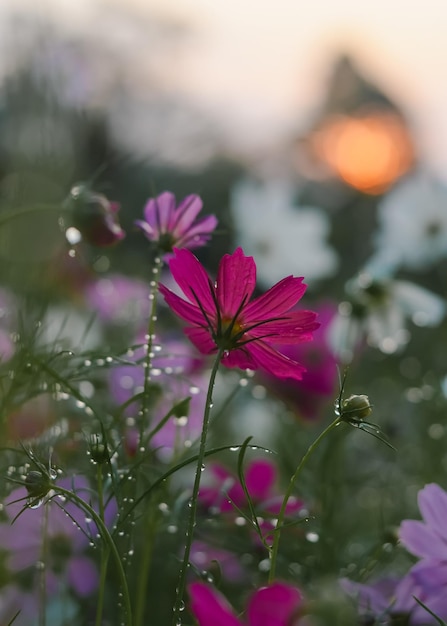 Flor rosa do cosmos no jardim com hora do pôr do sol