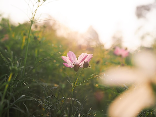 Flor rosa do cosmos no jardim com hora do pôr do sol