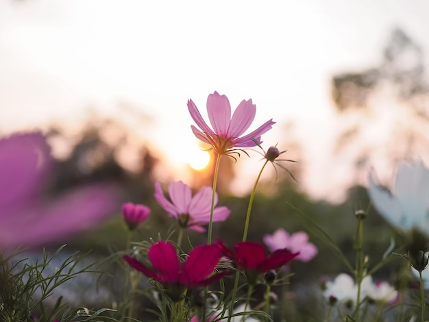 Flor rosa do cosmos no jardim com hora do pôr do sol