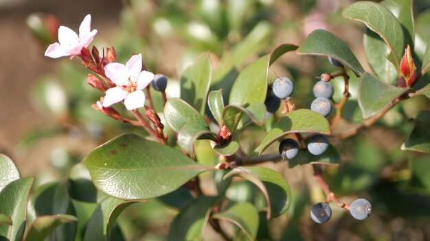 Flor rosa do espinheiro-alvar indiano, Califórnia EUA. Flor fresca da primavera de Rhaphiolepis, flor botânica