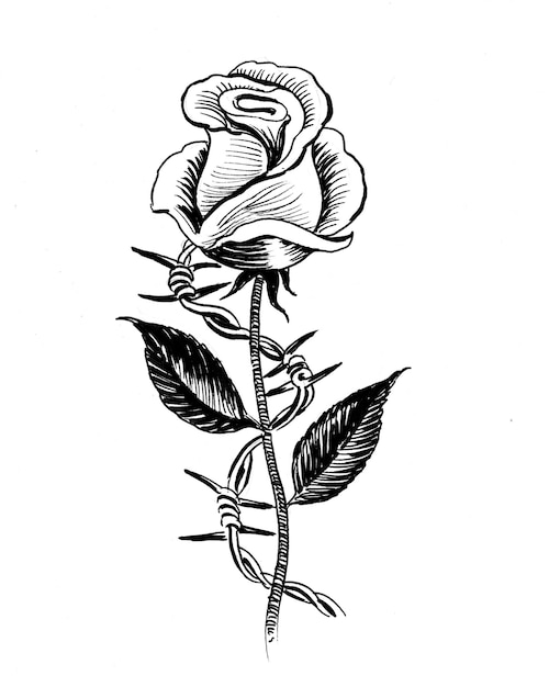 Flor rosa e arame farpado. Desenho de tinta preto e branco