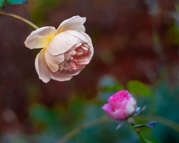 Flor rosa e branca num jardim