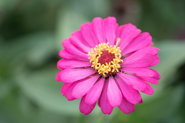 Flor rosa e fresca no jardimFlor e copie o espaço