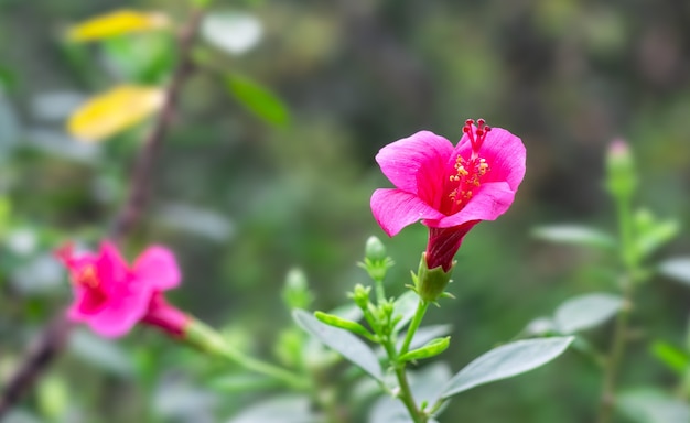 Flor rosa e vermelha de hibisco rosa sinensis no jardim da árvore