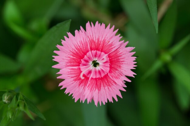 flor rosa em fundo verde folha