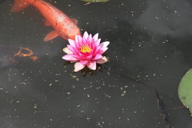 Flor rosa em lirio de água com peixe de lago