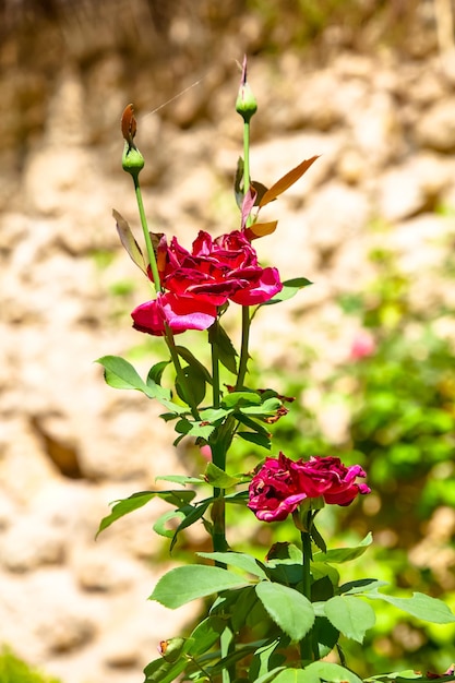 Flor rosa em um arbusto em um fundo de pedras