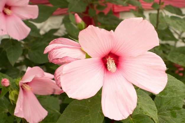 Foto flor rosa em um galho de bush