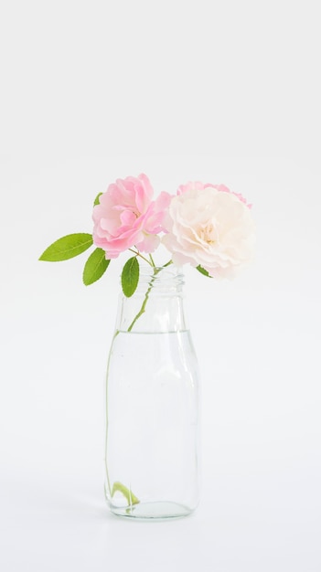 Flor rosa em um vaso em um fundo branco