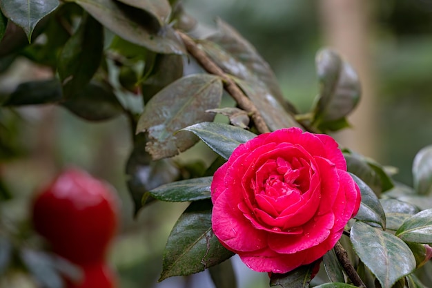 Flor rosa em uma planta frondosa com muitas folhas verdes