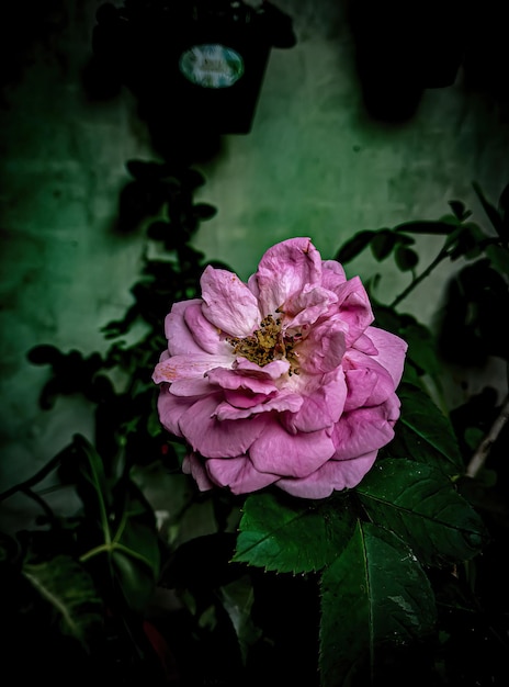 Una flor rosa está frente a una pared verde.