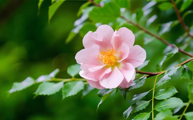 La flor rosa está sentada en una rama