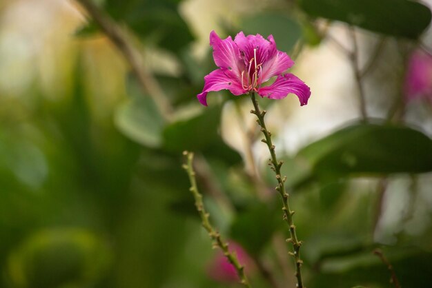 Flor rosa exótica tiro de cerca