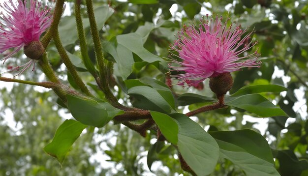 una flor rosa con una flor púrpura en ella