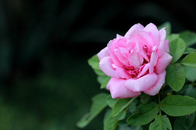 flor rosa flor rosa en verde