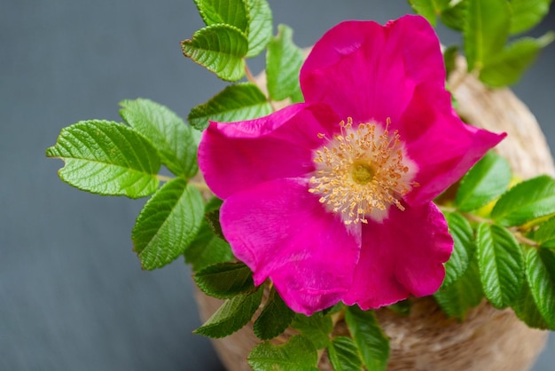 Flor rosa flor de rosal silvestre en jarrón de cerca