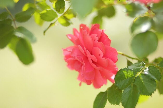 Flor de rosa florece en el jardín de rosas sobre fondo borroso Primer plano de una flor rosa floreciente Abra increíblemente hermosa rosa rosa en el jardín