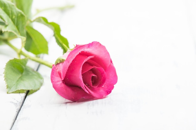 Flor rosa floreciente para el amor de San Valentín, aislado sobre fondo blanco.