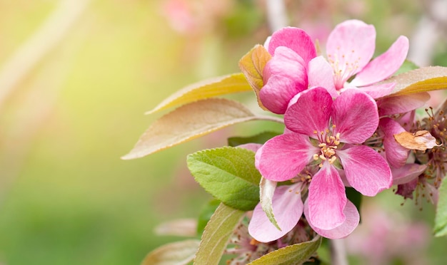 flor rosa floreciente en primavera flor manzano