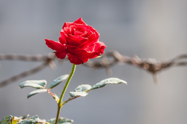 Flor de rosa floreciente