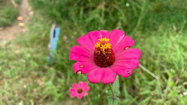 Foto una flor rosa con flores amarillas en el medio