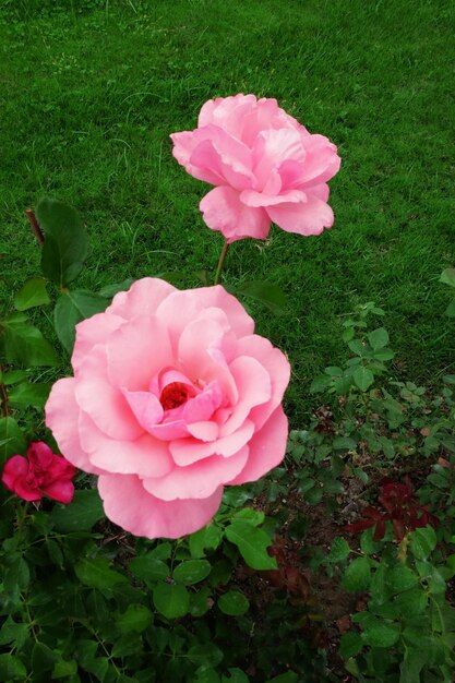 Flor rosa en el fondo de la hierba verde