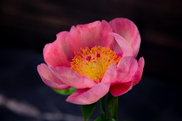 Una flor rosa en forma de peonía de color rosa brillante sobre un fondo negro foto de alta calidad