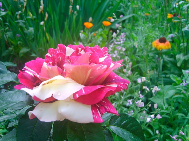 Flor de rosa en foto de follaje verde.