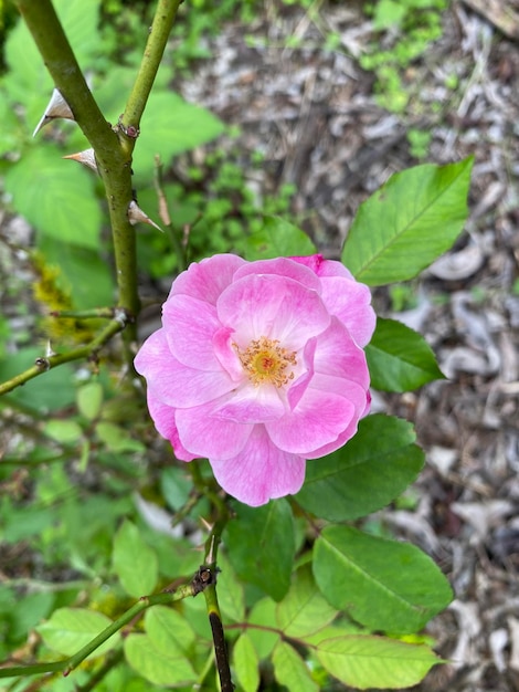 Flor de rosa foto en el jardín