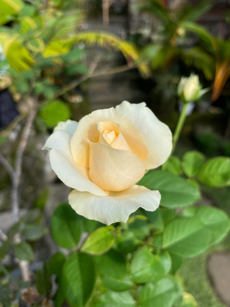 Foto flor de rosa foto en el jardín