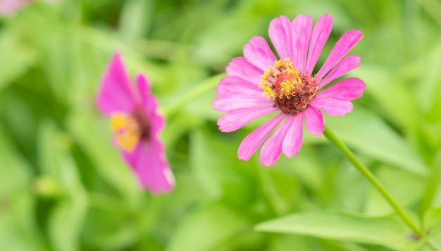 Flor rosa y fresca en el jardín.