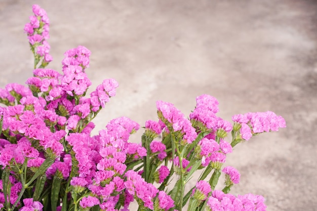 Foto flor rosa fresca statice com concreto