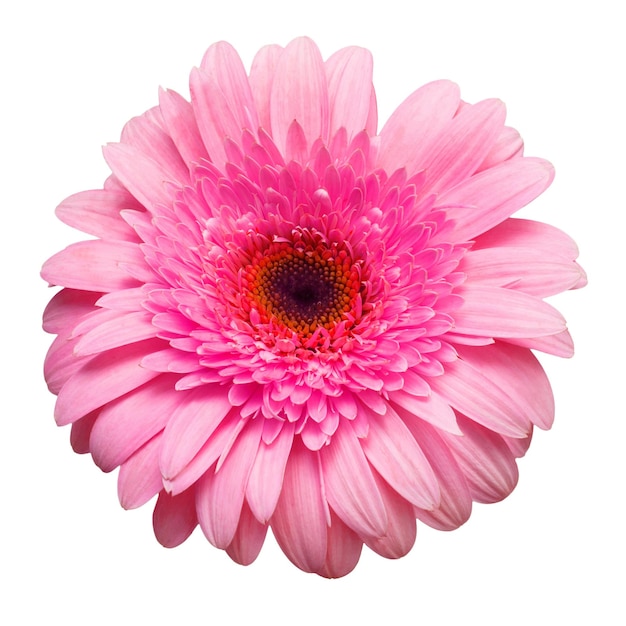 Flor rosa gerbera aislada sobre fondo blanco Verano Primavera Vista plana endecha superior Amor Día de San Valentín