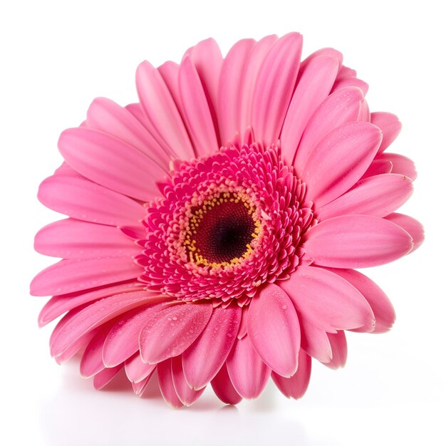 Foto flor rosa gerbera isolada no fundo branco gerar ai