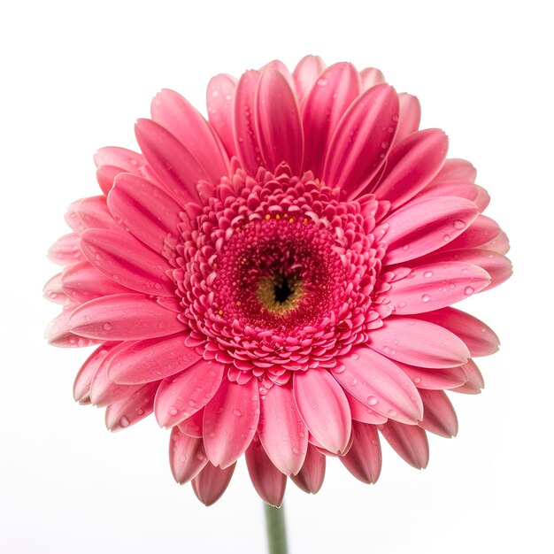 Flor rosa gerbera isolada no fundo branco gerar ai