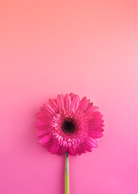 Flor rosa gerbera sobre fondo rosa y naranja Concepto mínimo Colores pastel Lay Flat