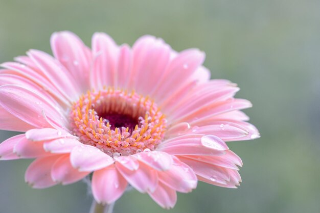 Una flor rosa con gotas de agua