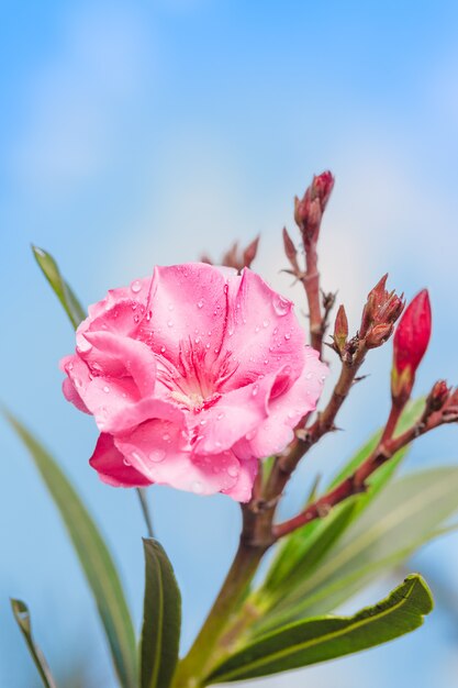 Flor rosa en un hermoso día.