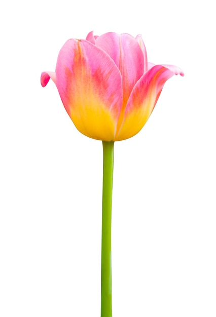 Flor rosa hermosos tulipanes aislado en blanco