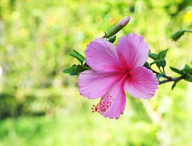 Flor rosa Hibicus sobre verde