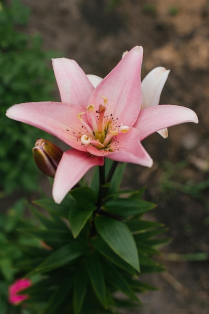 Flor rosa Híbridos asiáticos Lilium Elodie en verano en el jardín