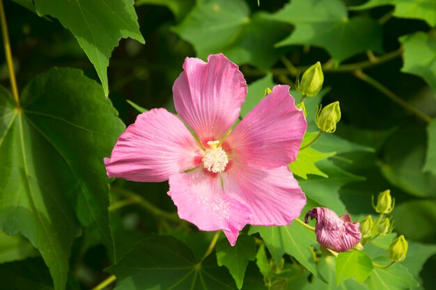 Una flor rosa con una hoja verde al fondo.