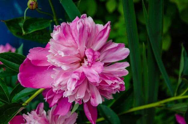 Una flor rosa con una hoja verde al fondo.